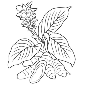 Turmeric Plant Sketch